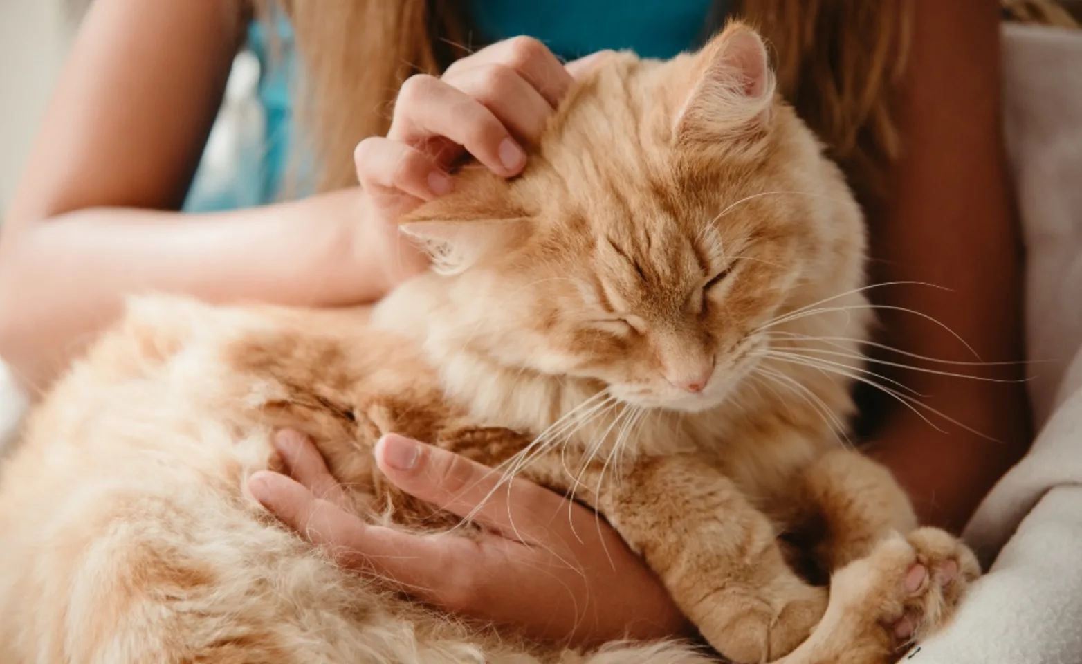 A red cat sitting being pet and snuggled